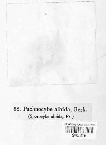 Pachnocybaceae image